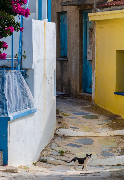 Ben Asen Personal Work Photo: color photo of a cat walking across a path on the island of Skopelos, Greece